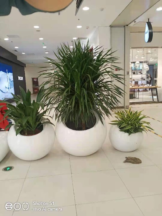 北京门头沟花卉绿植组合租摆多少钱一天？植物花卉租赁全攻略