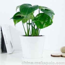 绿色赋能——武汉植物盆栽花卉租赁与养护全指南