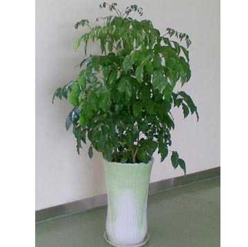 绿意盎然 南昌绿宝植物花卉租赁的全方位指南