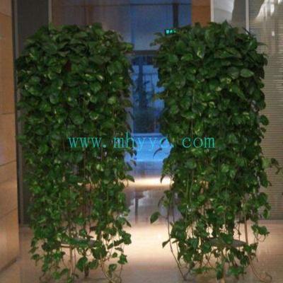 成都美汇园艺 专业植物租摆与全方位绿化服务