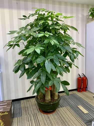 绿植花卉租赁租摆 品种齐全的落地植物，为企业与生活添彩