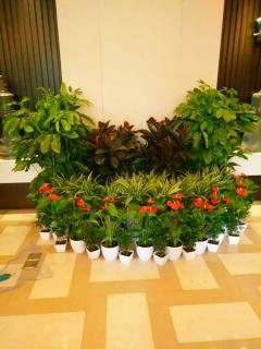 苏州室内外花卉租摆与办公室绿植租赁——植物盆栽养护一站式服务