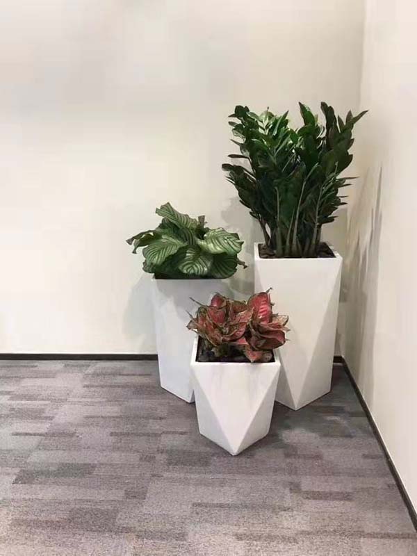 上海植物租赁与花卉出租 为办公室增添绿意的专业选择