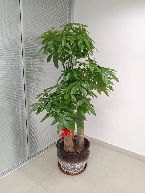 绿植租赁 vs. 自行购买 办公室盆景到底怎么选？