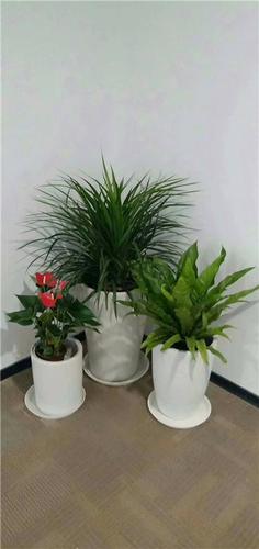 北京绿锦缘 写字楼植物花卉租赁，让办公空间常绿常新