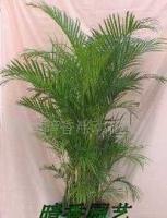 杭州植物租赁与花卉租赁服务指南 打造绿色办公与生活空间