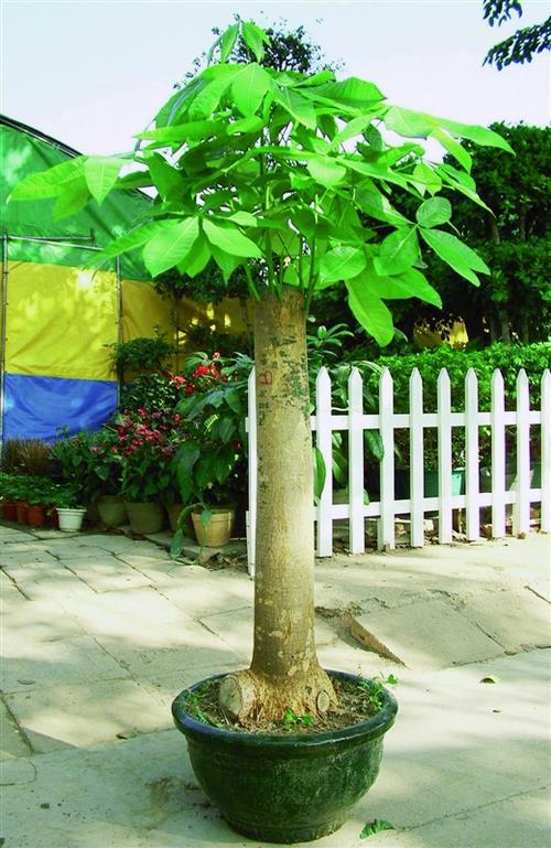 【深圳室内花卉绿植盆栽租摆】价格,厂家,室内观果植物-搜了网